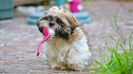Special Dental Needs for Small Dogs