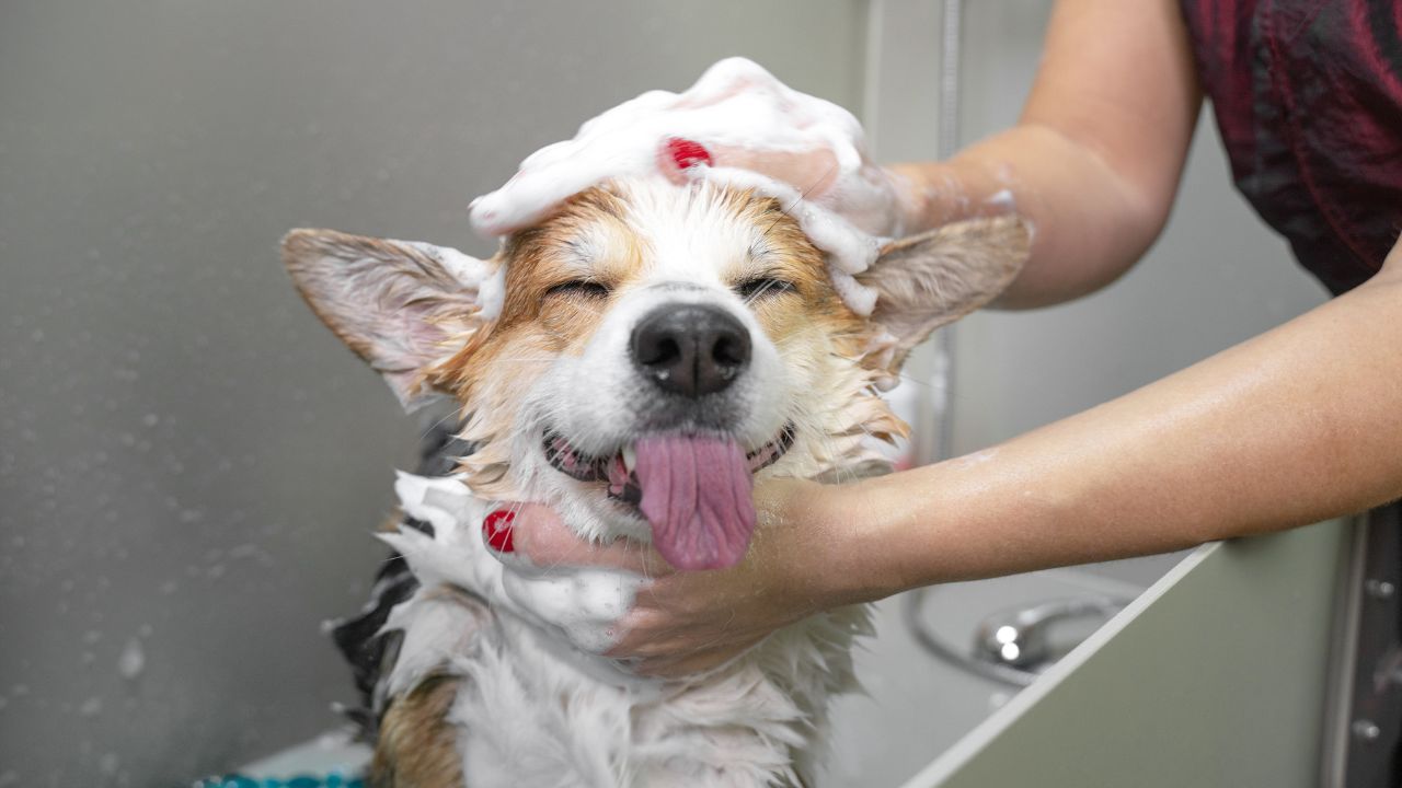 Smelly Dog? Discover How to Eliminate Pet Odors Naturally