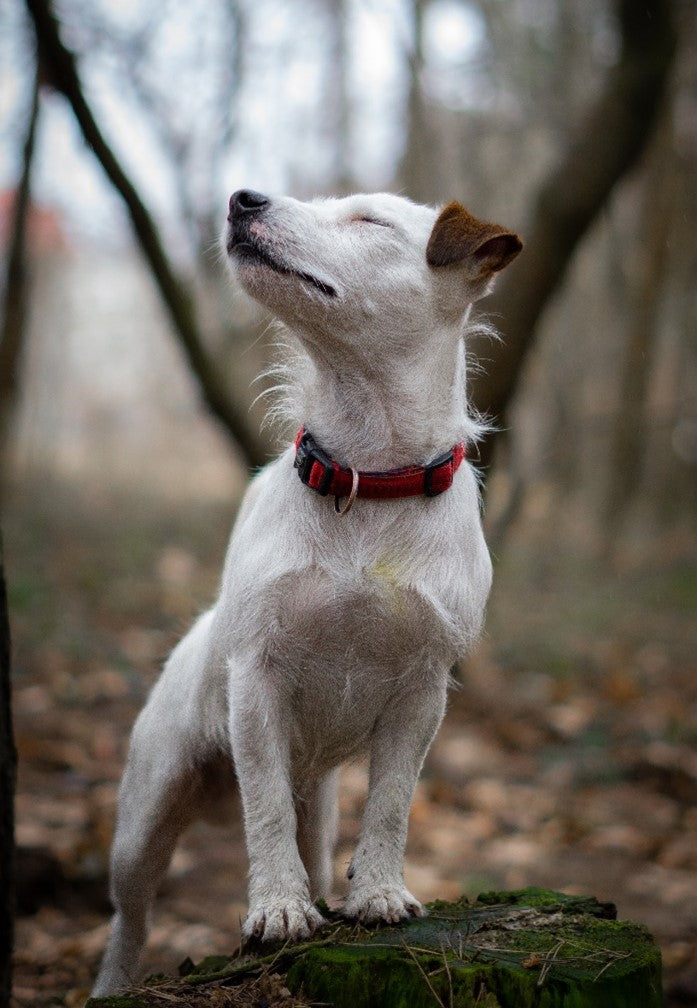 Pup snubbing his nose while standing on rock.