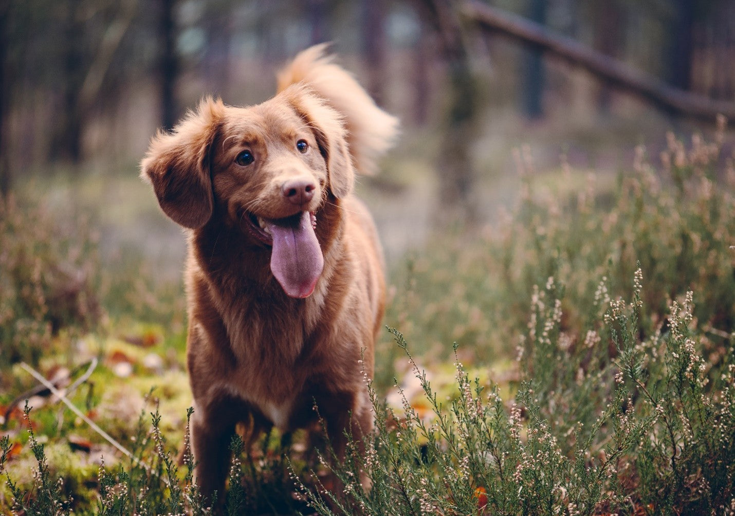 The Benefits of Probiotics for Pets