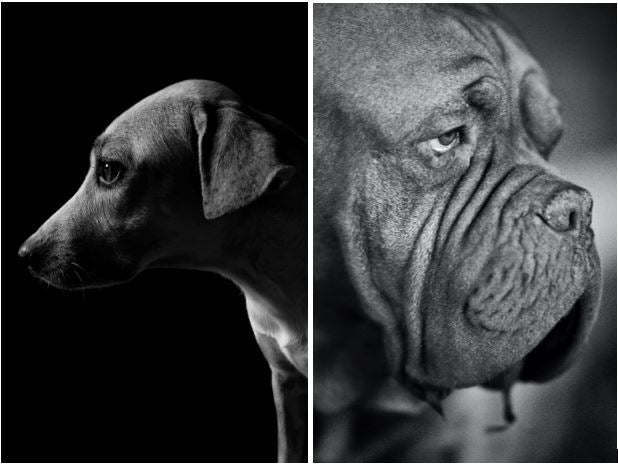 Long-Nosed vs. Short-Nosed Dog Breeds