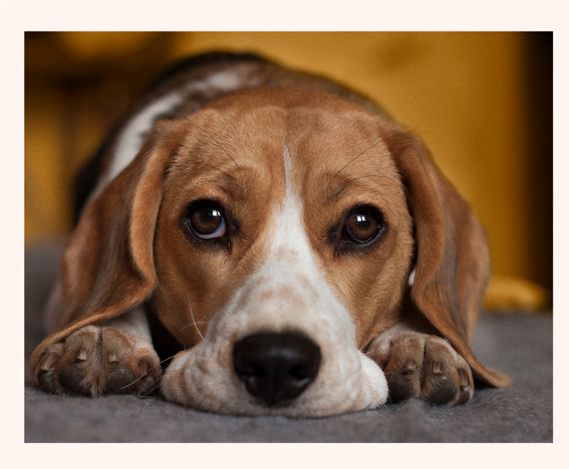 Does Your Dog Struggle with Anxiety?