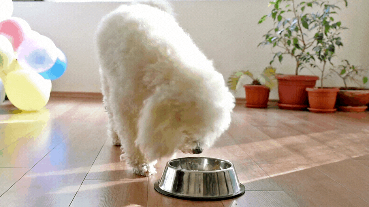 How to Switch Your Pets Food Without Tummy Trouble