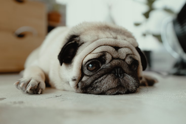 pug laying on floor