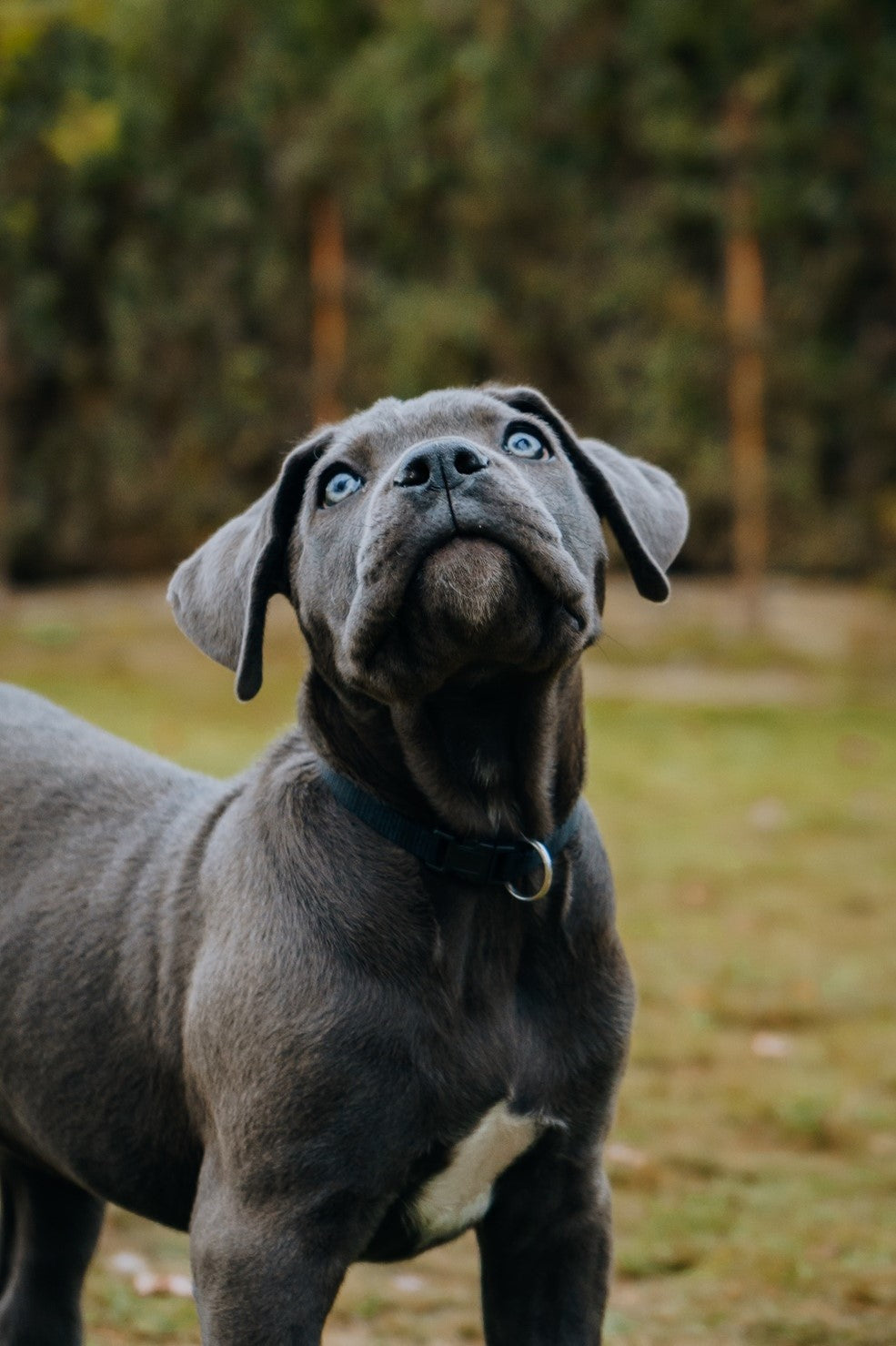 Cane Corso looking up