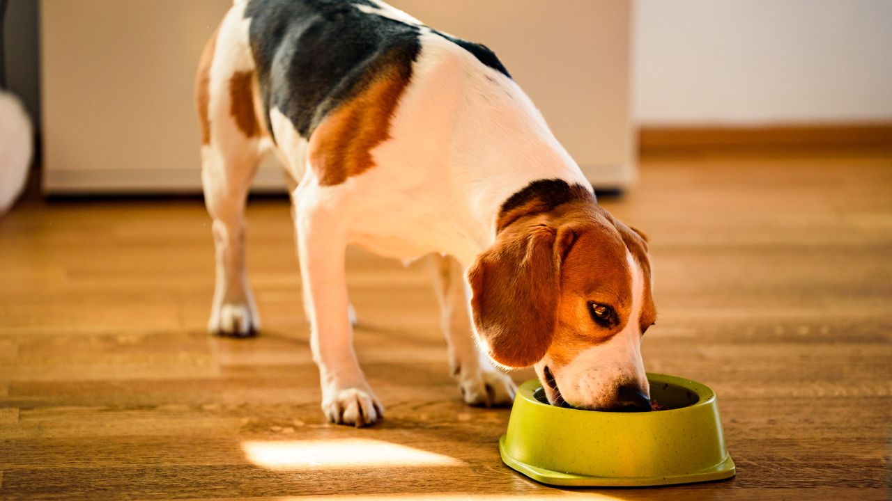 How Dog Food Is Made: Understanding What’s in Your Pet’s Bowl