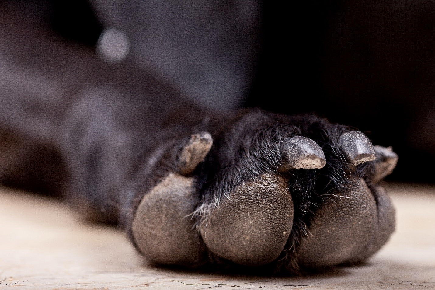 The Wonder of Your Dog’s Paws and How to Take Care of Them