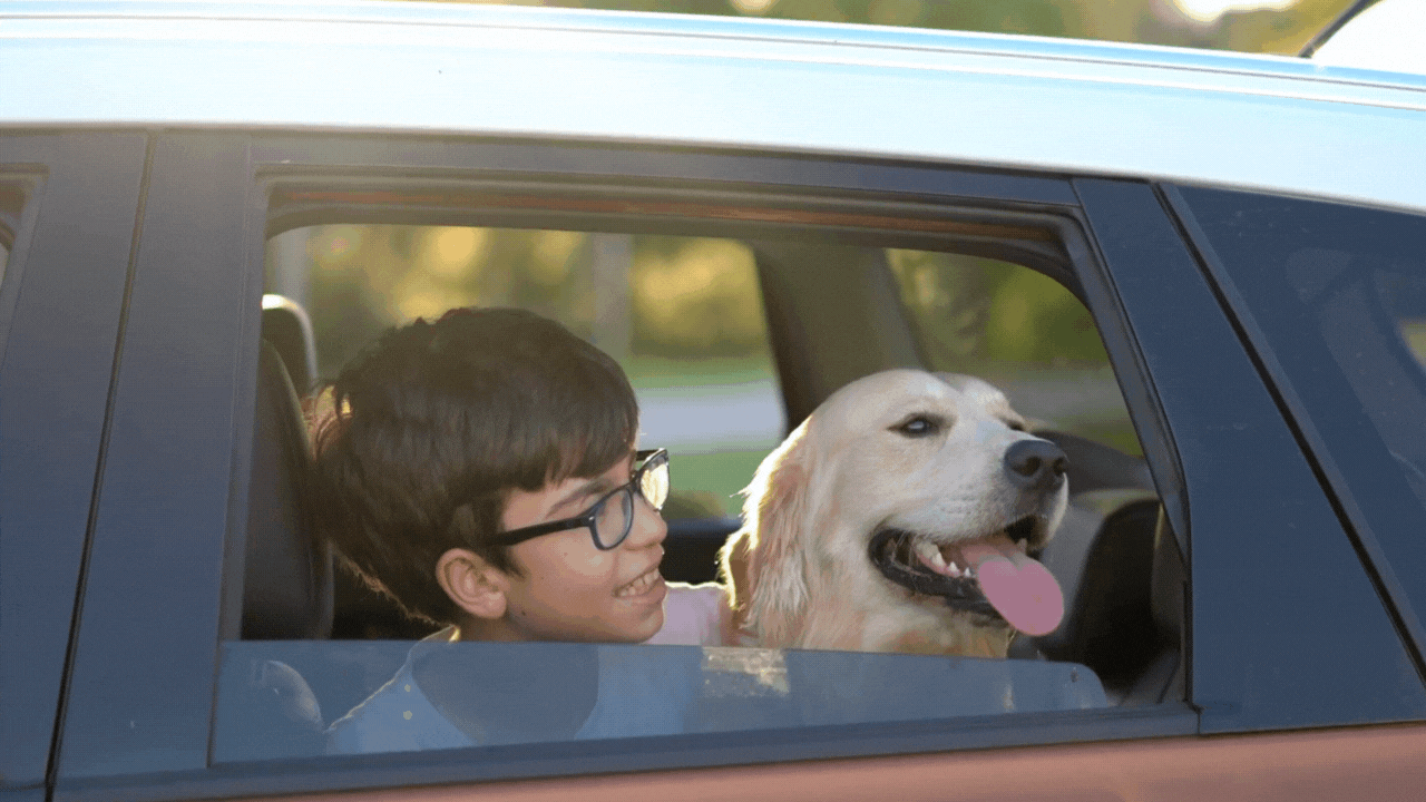 Road Trip Essentials for Pets