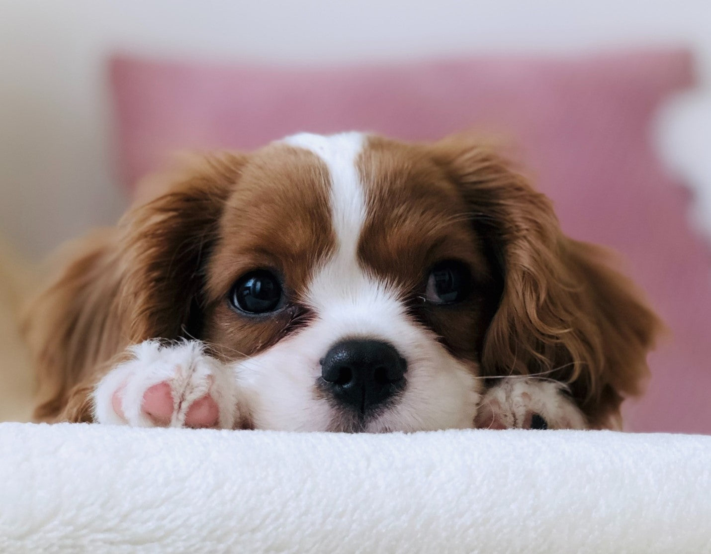 A picture containing dog, indoor, brown, puppy schedule