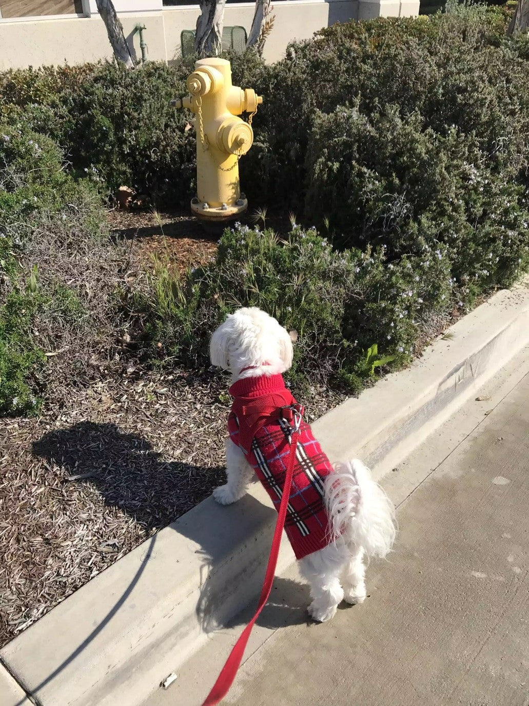 Dog standing on curb looking at fire hydrant.