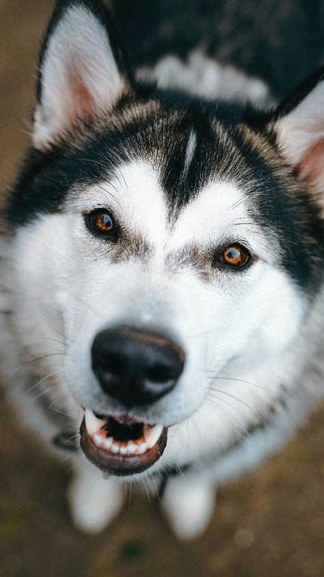 Jaw Chattering in Dogs: What Causes It and How to Treat It Jaw Chattering in Dogs: What Causes It and How to Treat It