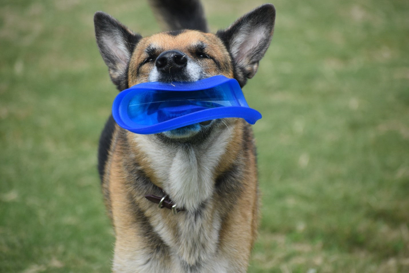 Dog holding frisbee in Dog Park