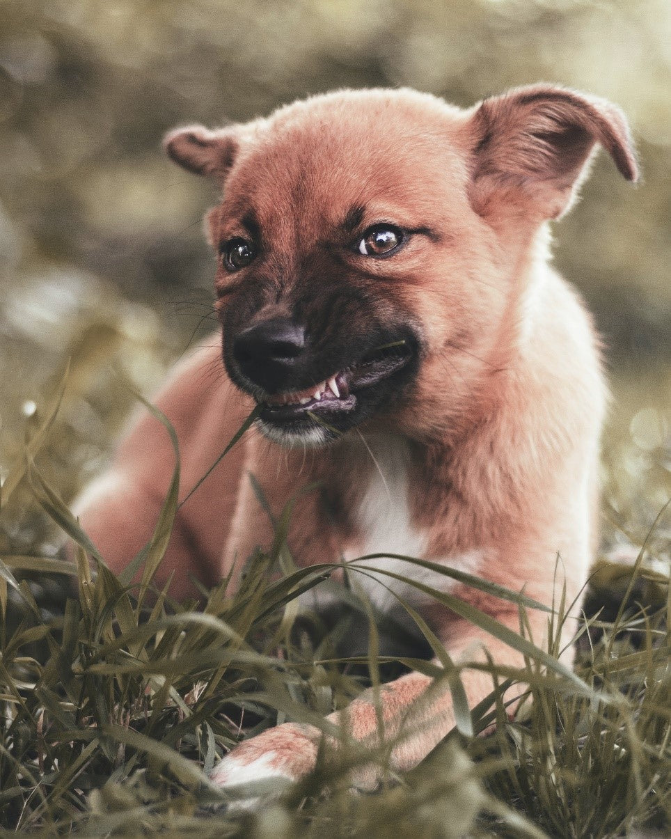 puppy laying on grass with snarly face