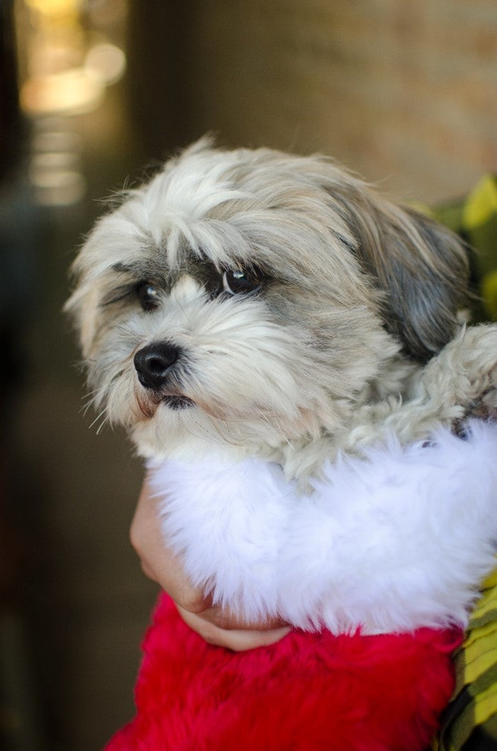 Malte Poo in Christmas Stocking