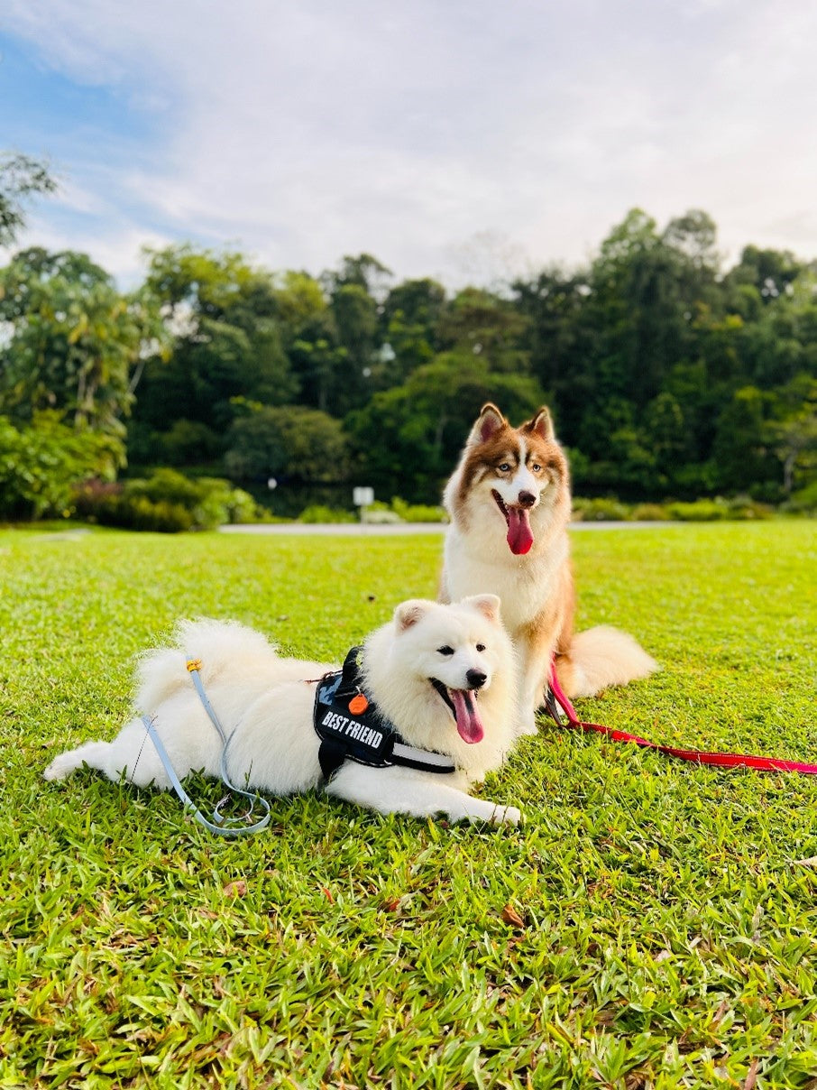 two shepherds sitting on grass at dog park