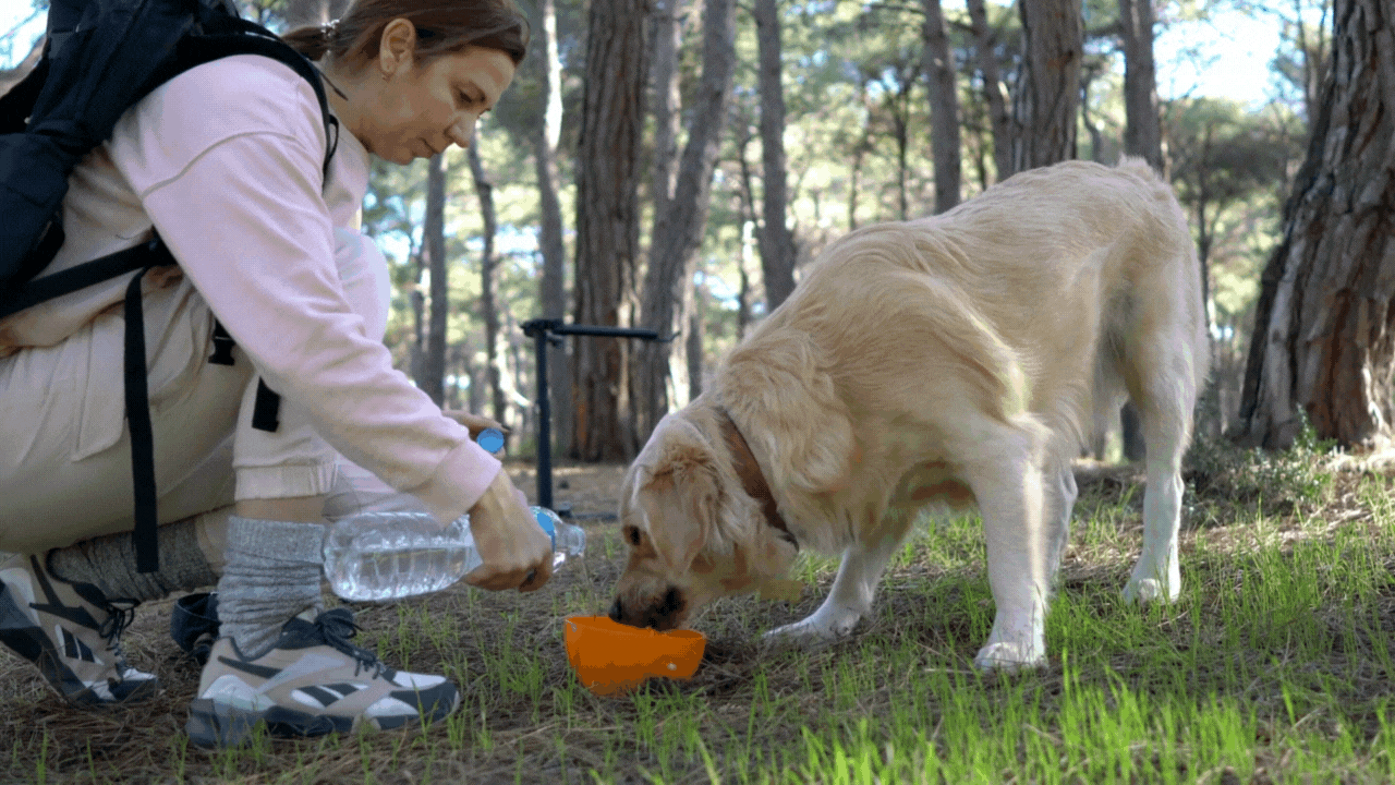 Hot Weather Pet Safety: 10 Essential Summer Tips for Dogs