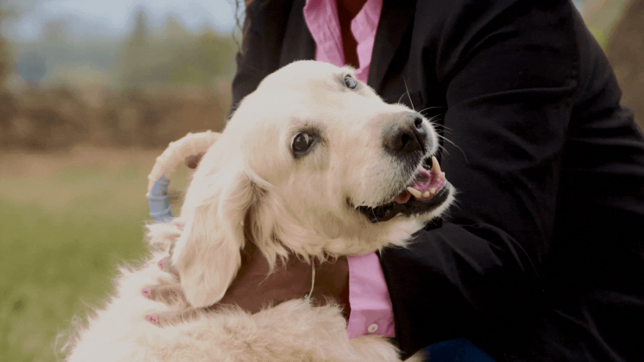 How to Strengthen Your Pet’s Immune System Naturally