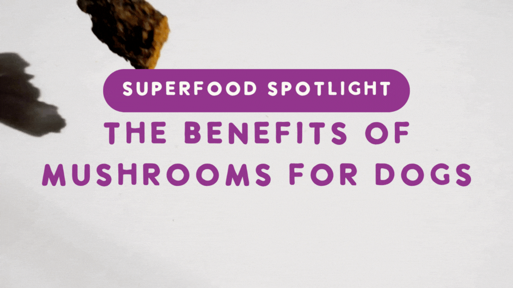Superfood Spotlight: The Benefits of Mushrooms for Dogs