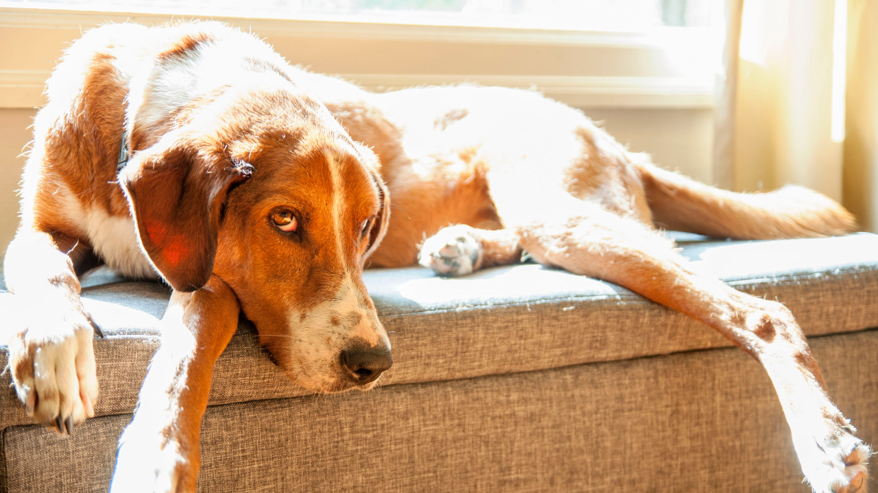 Intestinal Parasites in Pets: Warning Signs, Symptoms & How to Protect Your Dog or Cat