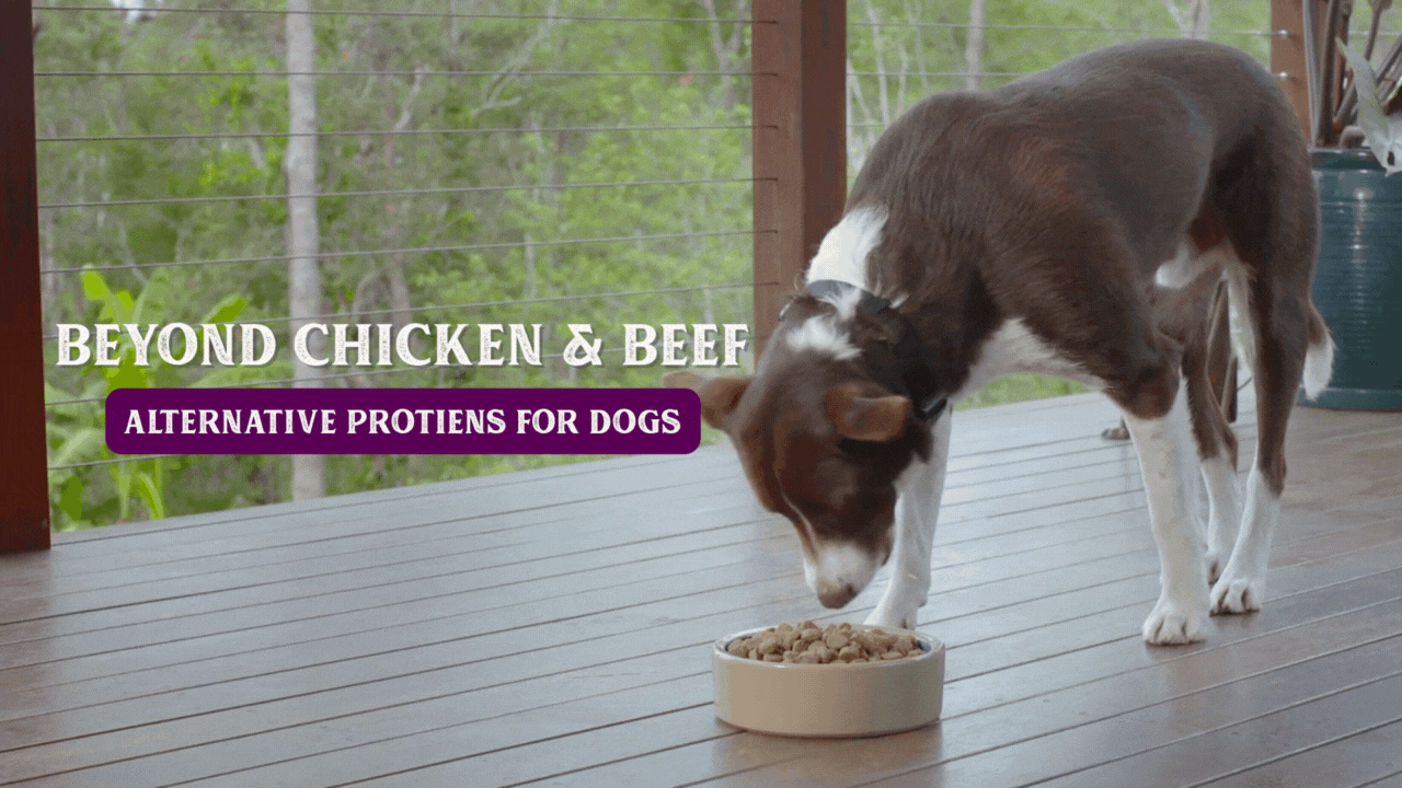 Beyond Chicken and Beef: Exploring Alternative Proteins for Dogs