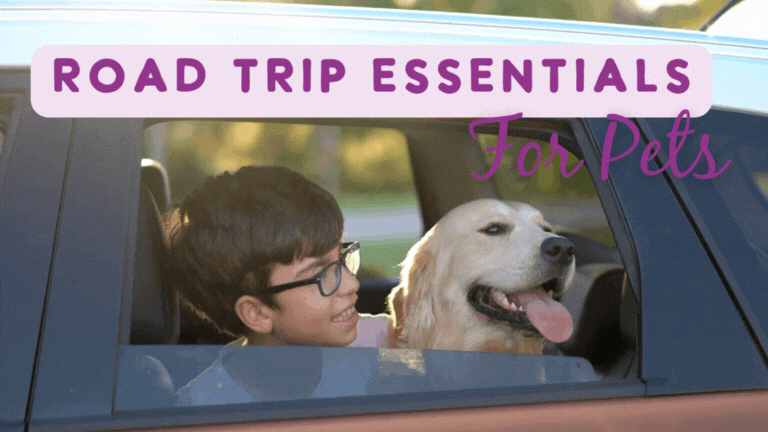 Road Trip Essentials for Pets