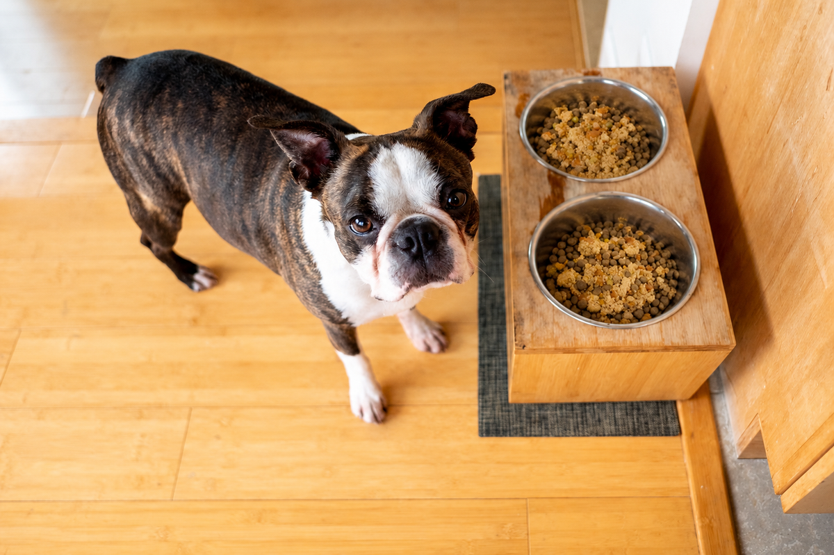 Gently Cooked vs. Kibble: Can You Feed Both? A Guide to Mixing Fresh and Dry Dog Food