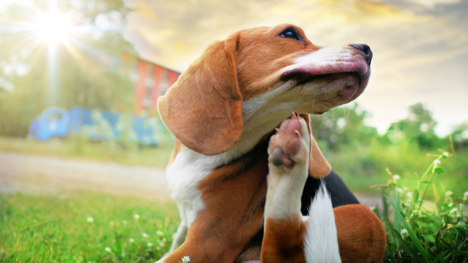 Understanding Genetic Factors in Dog Allergies
