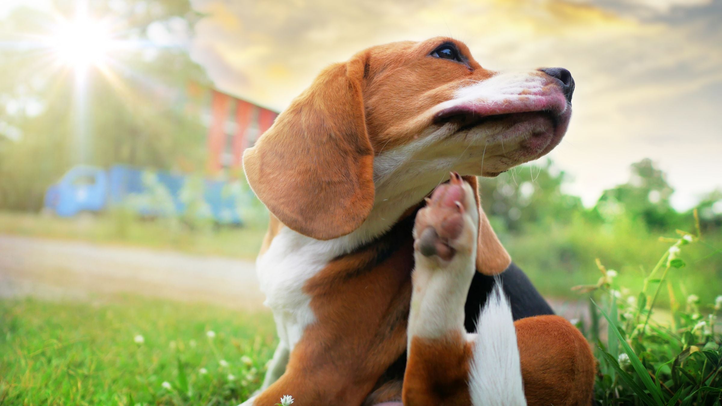 Understanding Genetic Factors in Dog Allergies