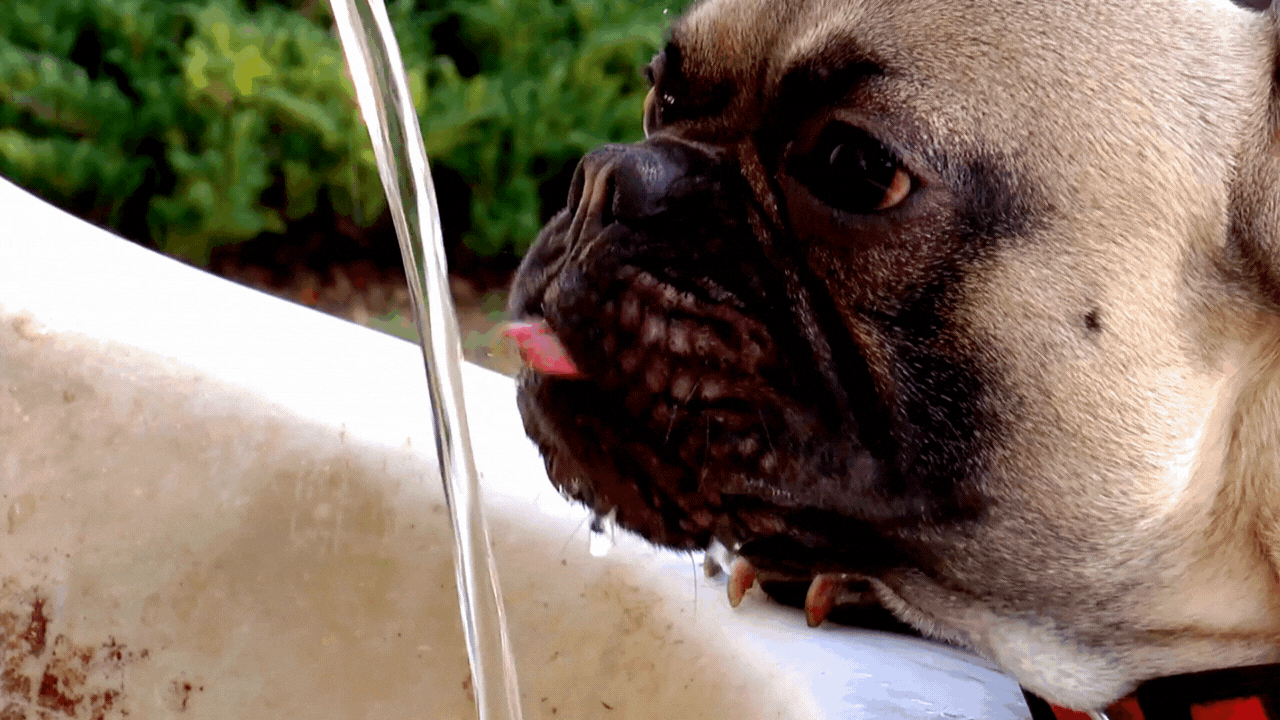 Why Hydration Matters for Your Pets