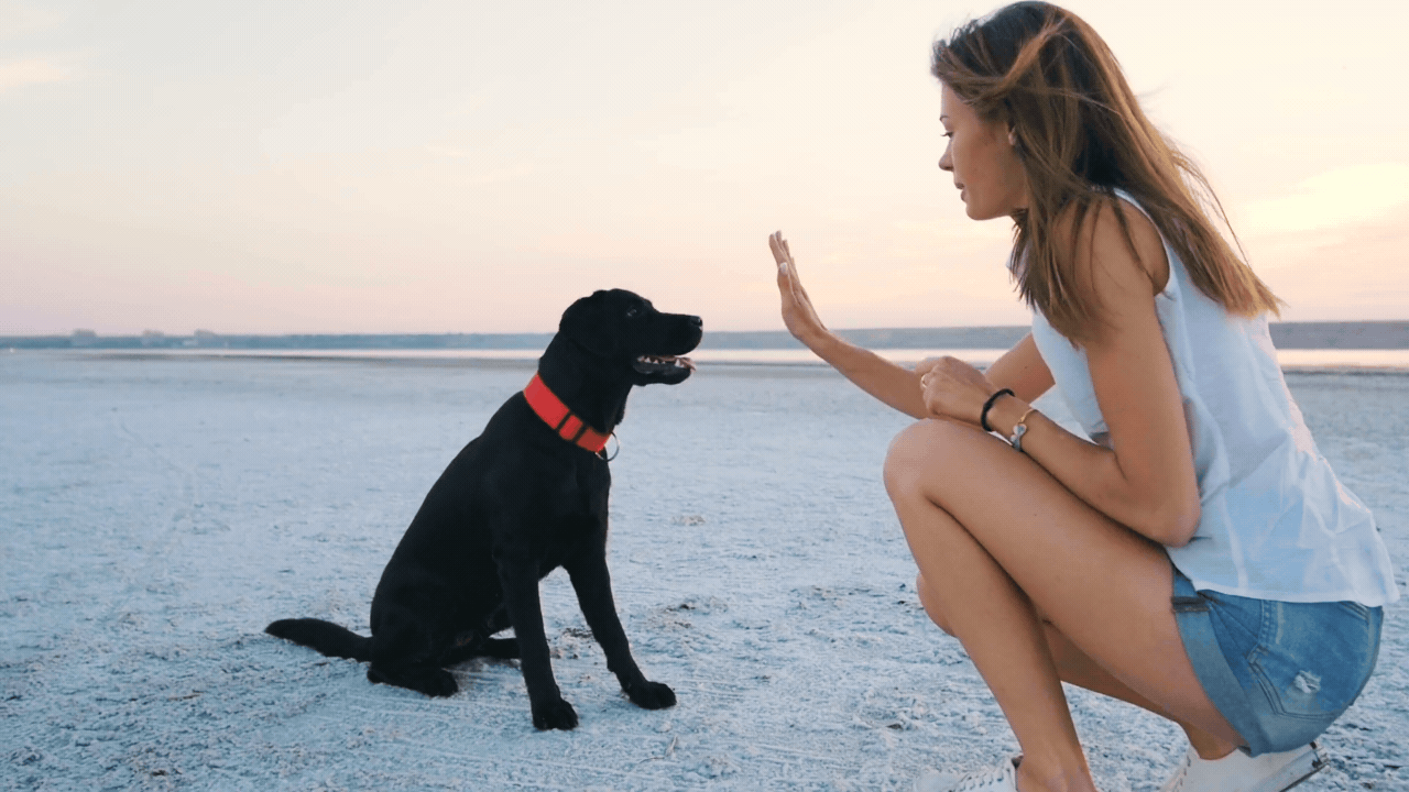 Dog Training Tips: Recall Commands in Busy Parks