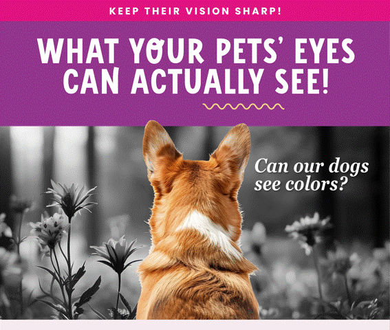 Can Pets See Colors