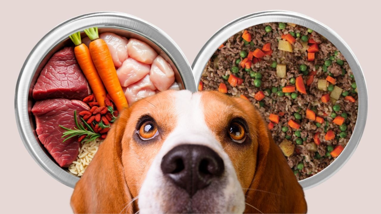 What “Human-Grade Ingredients” Really Mean in Dog Food
