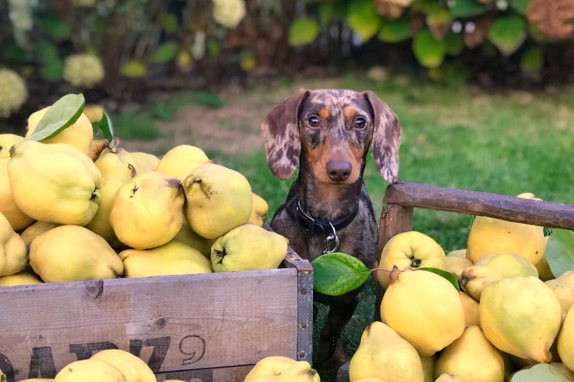 Choosing The Best Dog Food with Natural, Whole-Food Ingredients you can Recognize