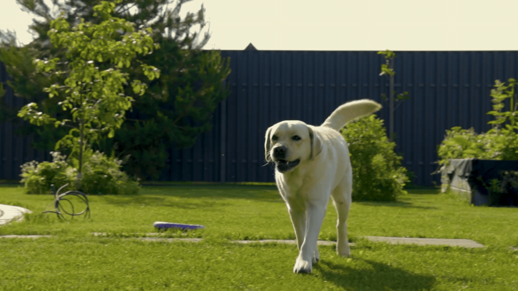 Top Tips on Supporting Your Dog's Joint Health