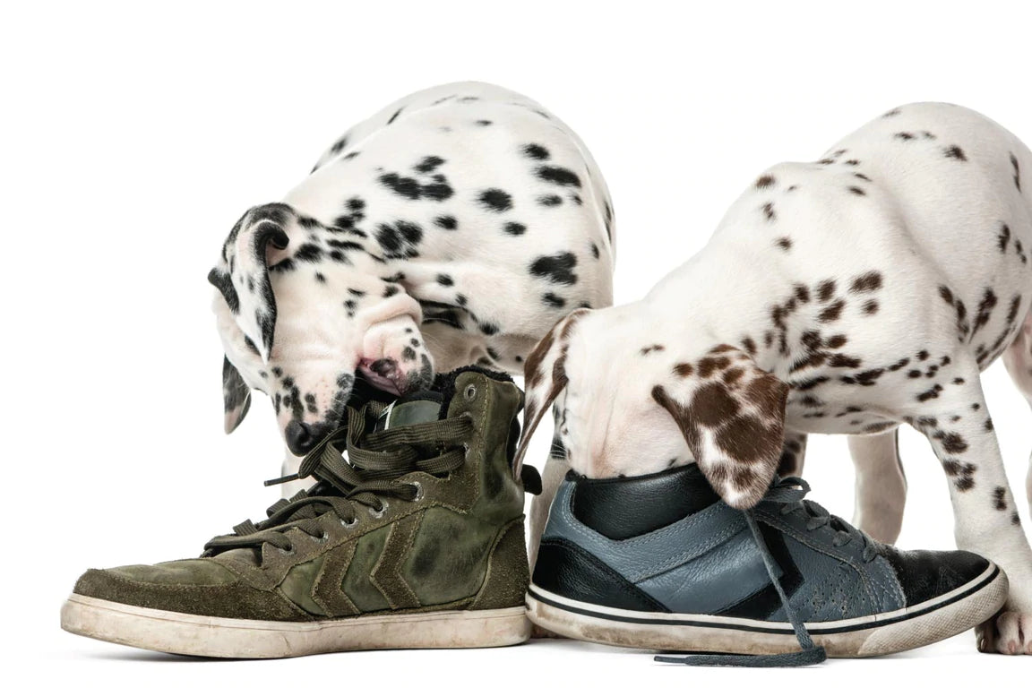 The Best Natural Pet Cleaning & Deterrent Products