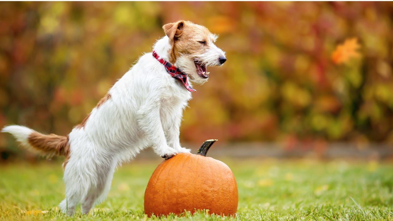 Thanksgiving Safety Tips for Your Furry Friends