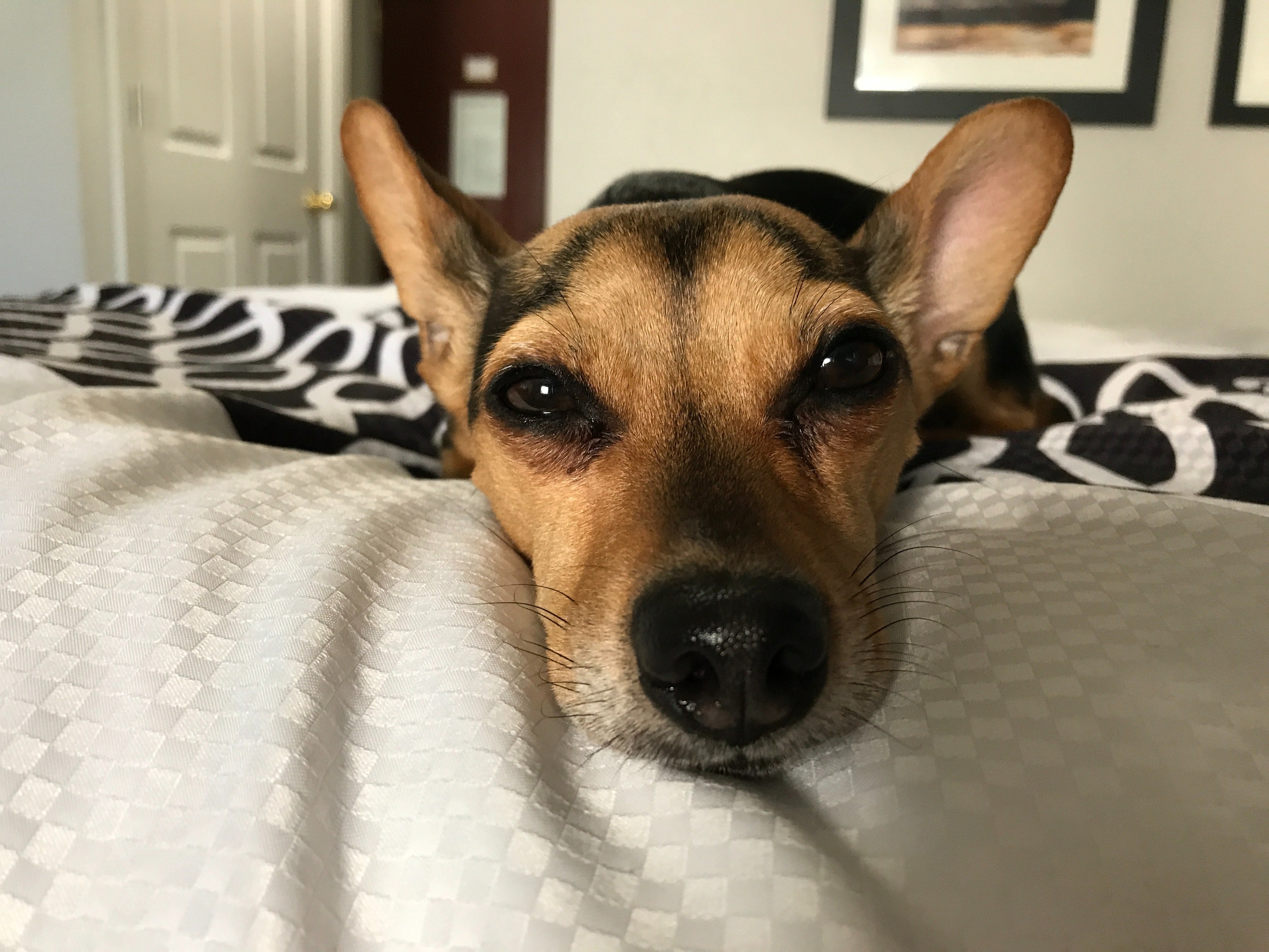 How to Empty and Maintain Your Dog's Anal Glands