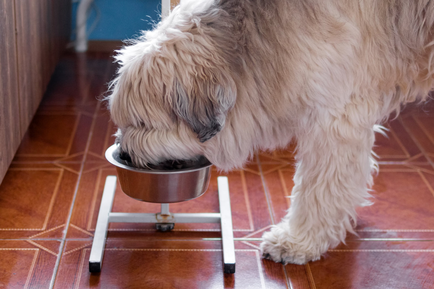 Dog eating from a bowl, Health Extension best dog food guide 2026