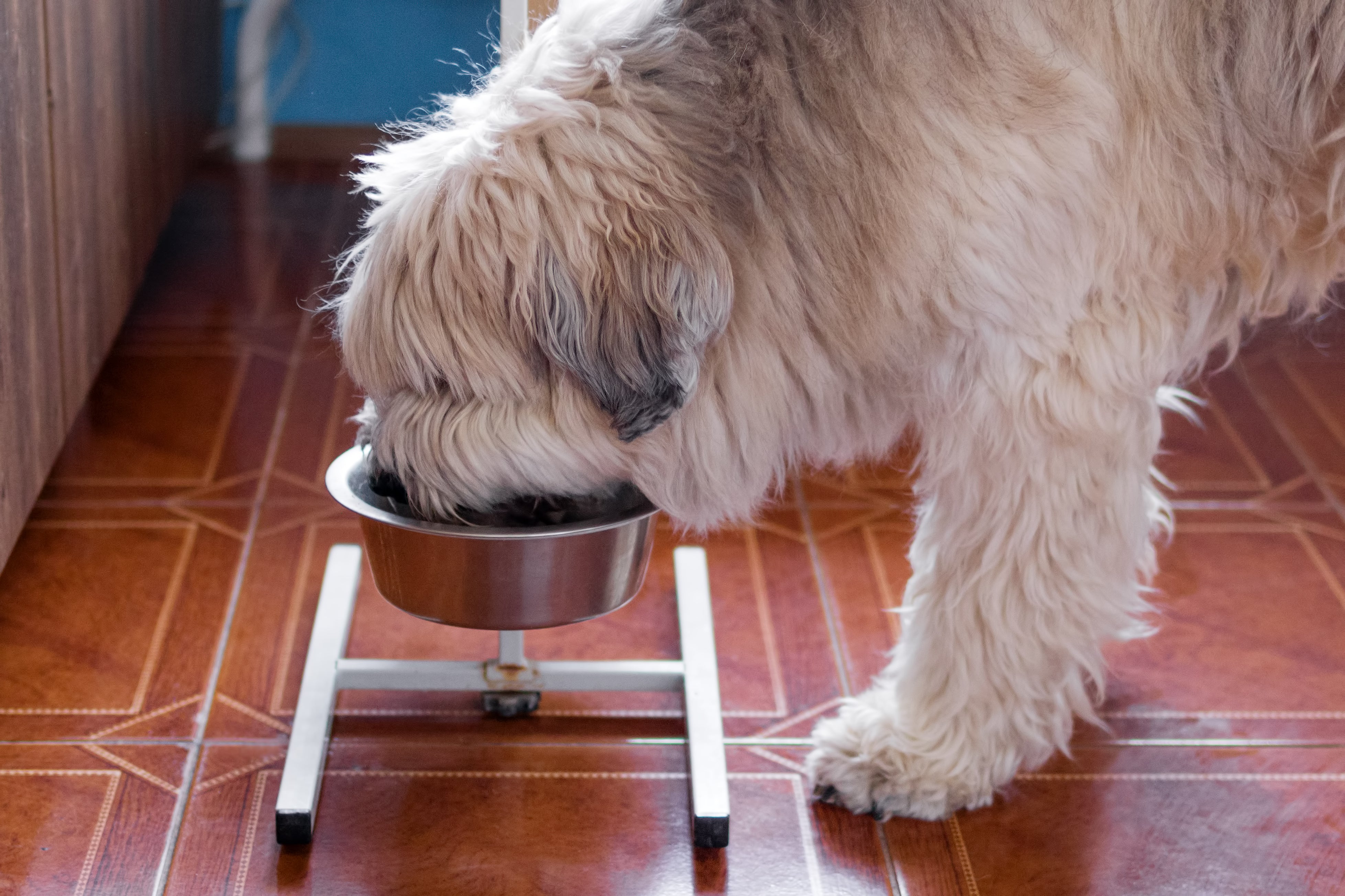 Dog eating from a bowl, Health Extension best dog food guide 2026