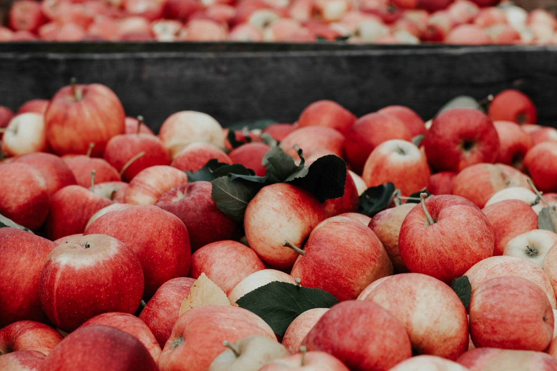 A load of Apples for Organic Apple Cider Vinegar