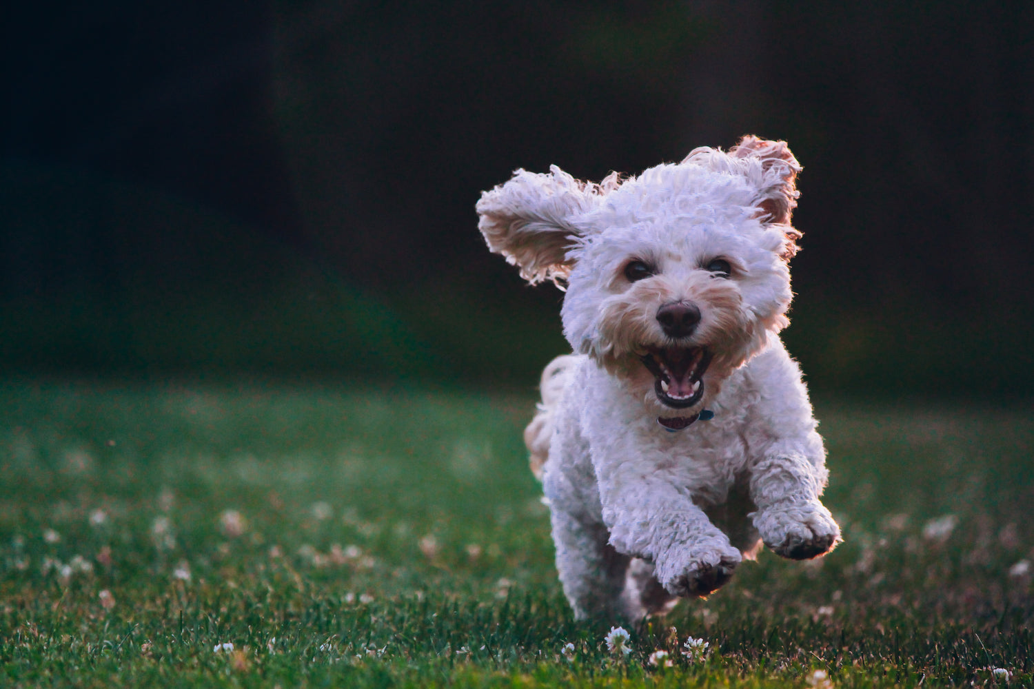 Poodle Maltese mix running doing zoomies in the grass.
