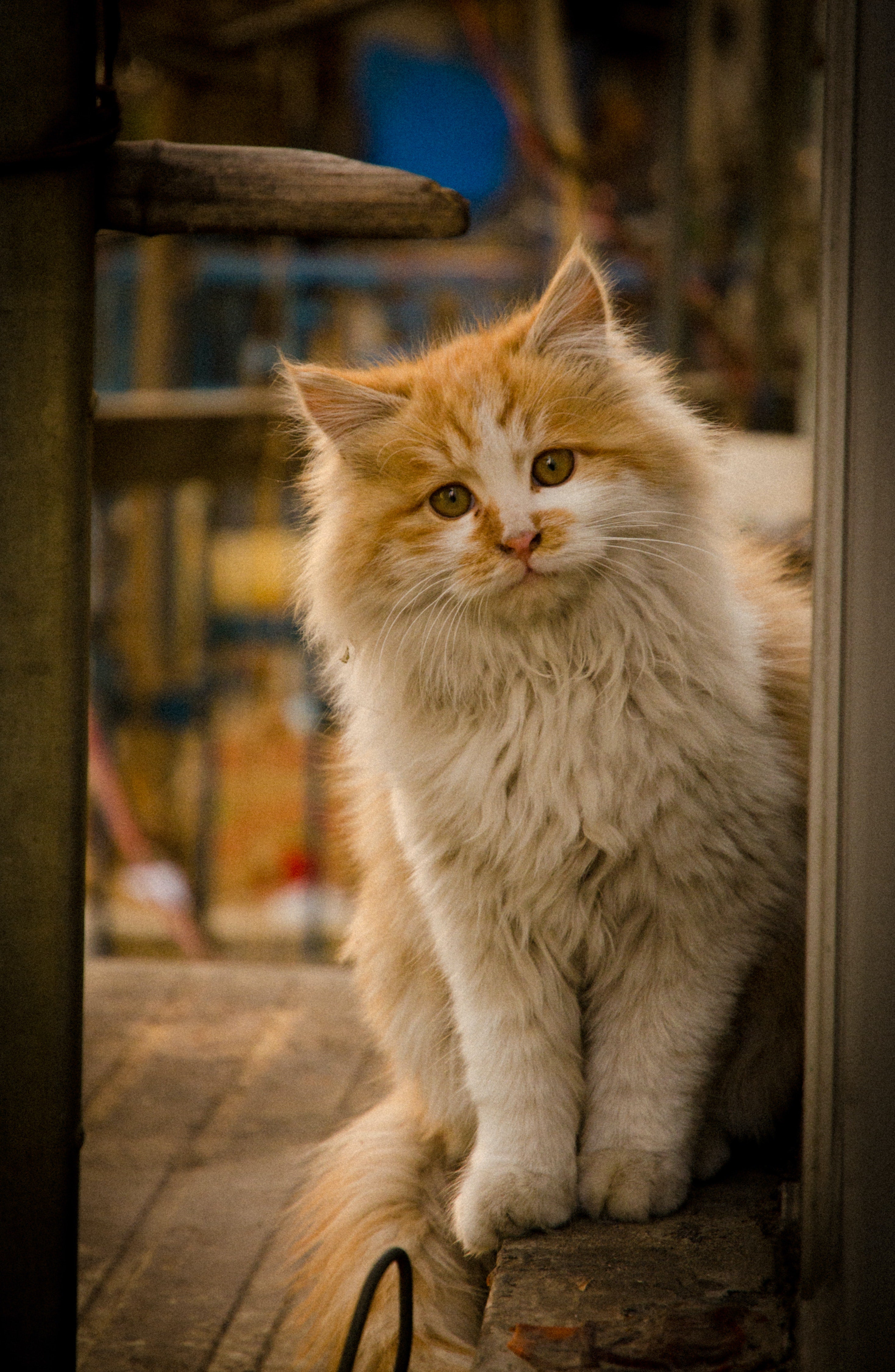 cat looking through door