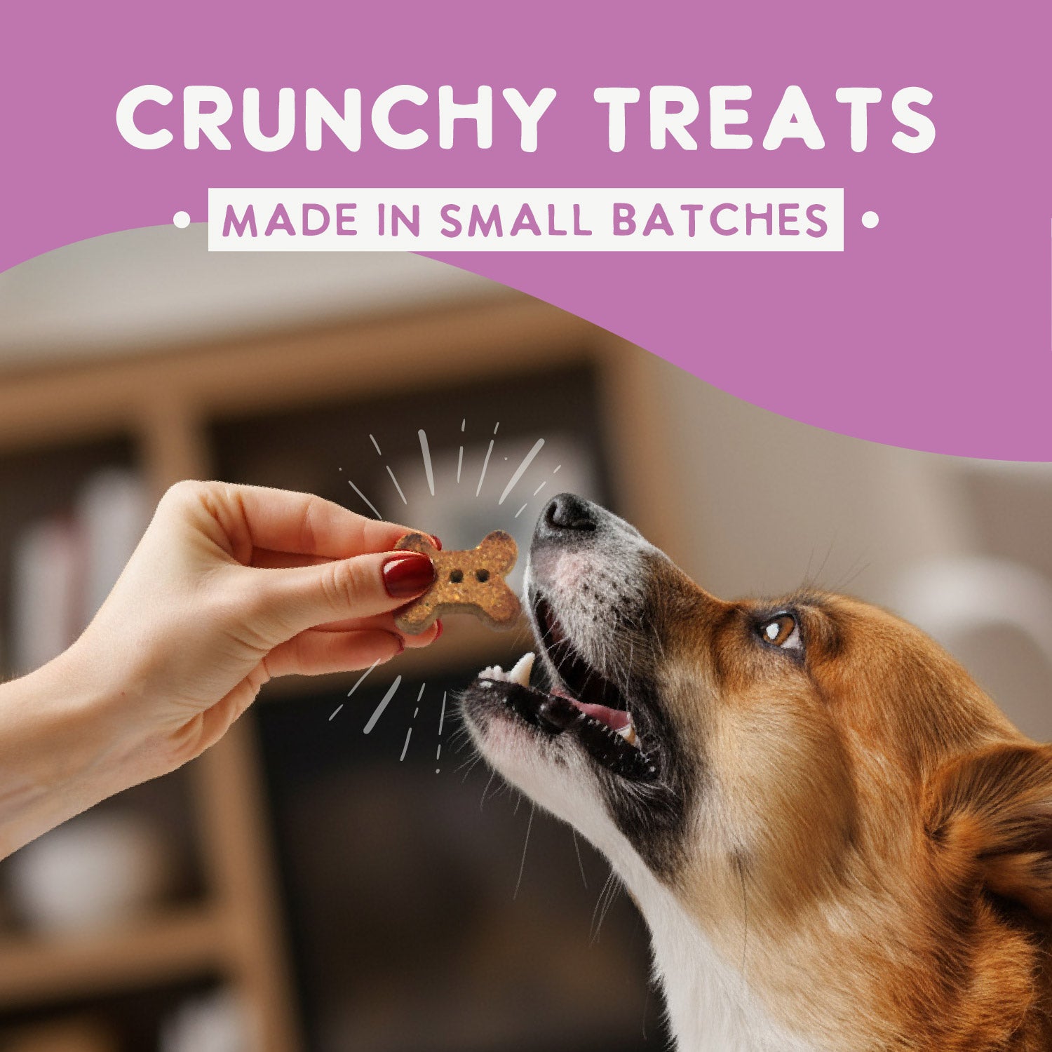A bag of Health Extension Oven Baked Salmon Treats for dogs, with a puppy photo and salmon pieces on the packaging, highlights these wheat-free, oven baked dog treats made with real salmon.