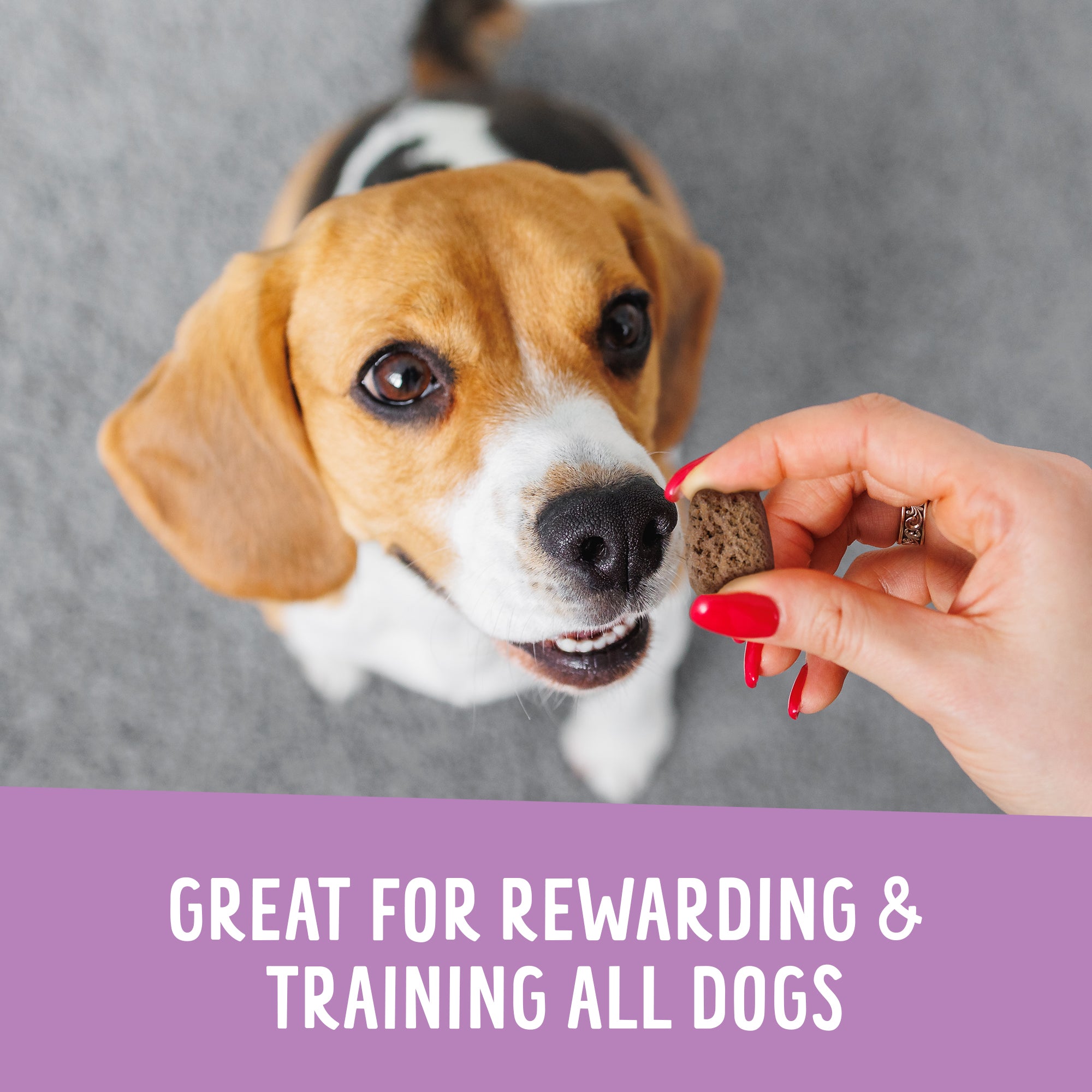A promotional image for Health Extension Crunchy Munchies Granola Bites-Blueberry Ruffin features rolled oats, coconut oil, blueberries, cinnamon sticks, vanilla beans, and a vanilla flower. Text reads: So tasty you’ll want to munch on these dog treats too!.