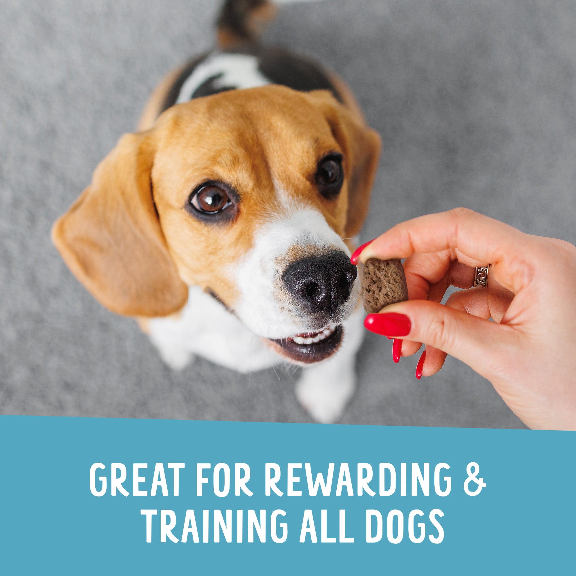 The Health Extension Crunchy Munchies Variety Pack features three bags of wholesome, human-grade dog treats in Peanutty Squares, Blueberry Ruffin, and Appley Crisp flavors, each made with natural ingredients and fun shapes.