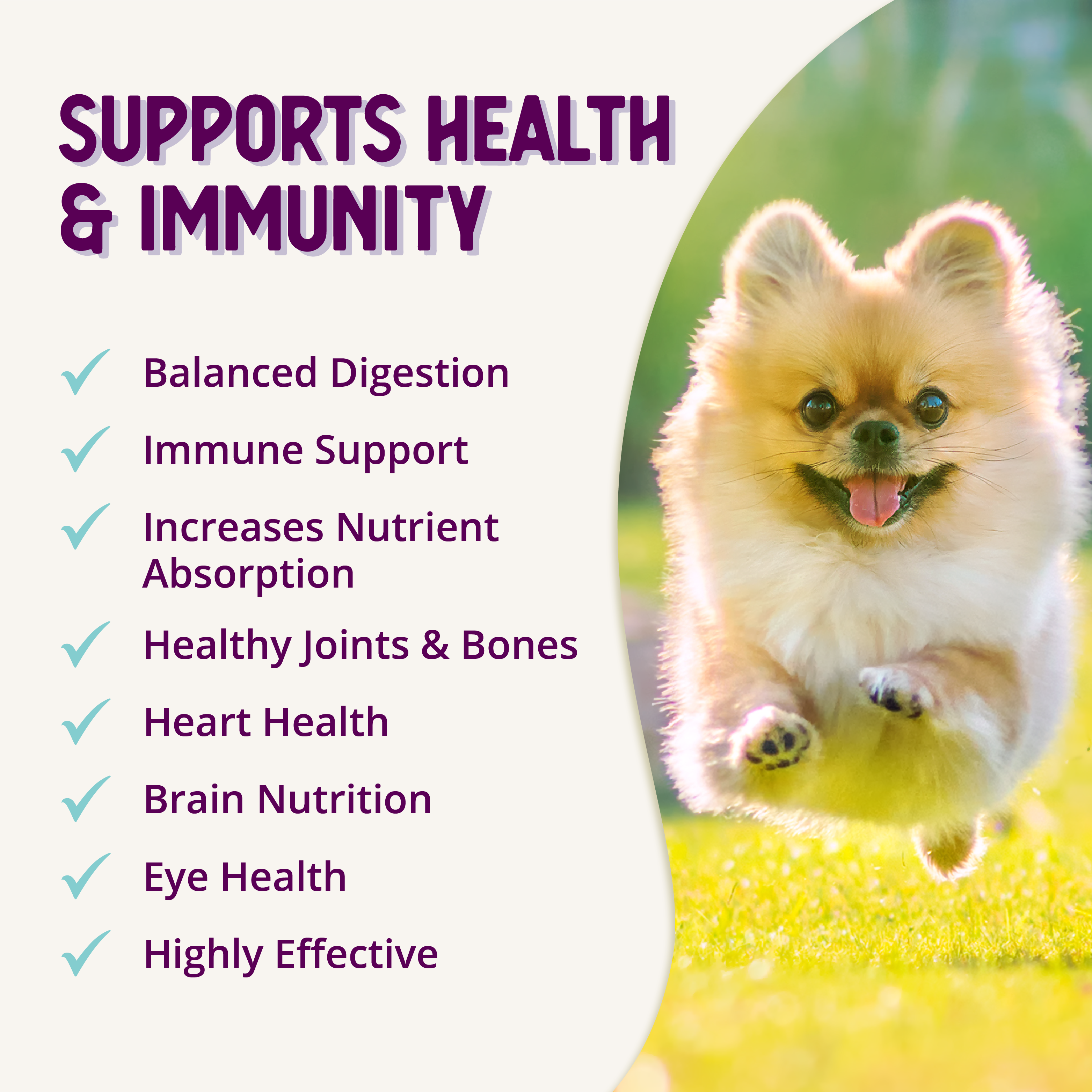 BELLY + IMMUNITY Digestive Probiotic Supplement