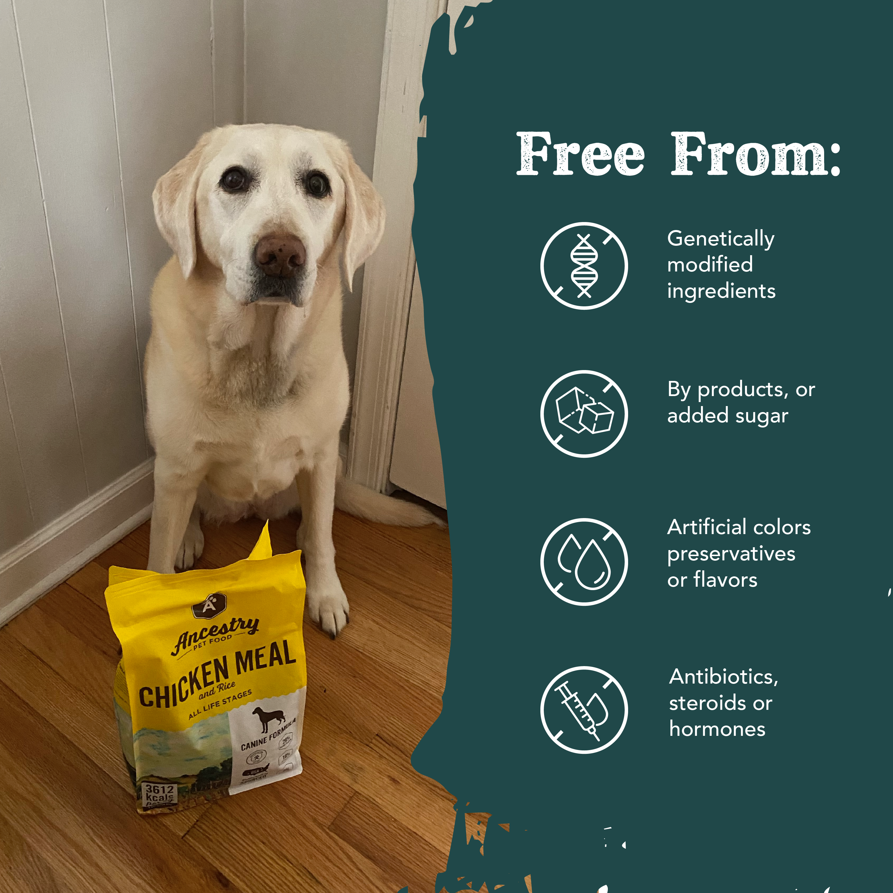 A yellow and brown bag of Ancestry Chicken Meal and Rice dog food, featuring a wolf image, health benefit icons, superfoods for whole body health, and all-natural ingredients made in small batches.