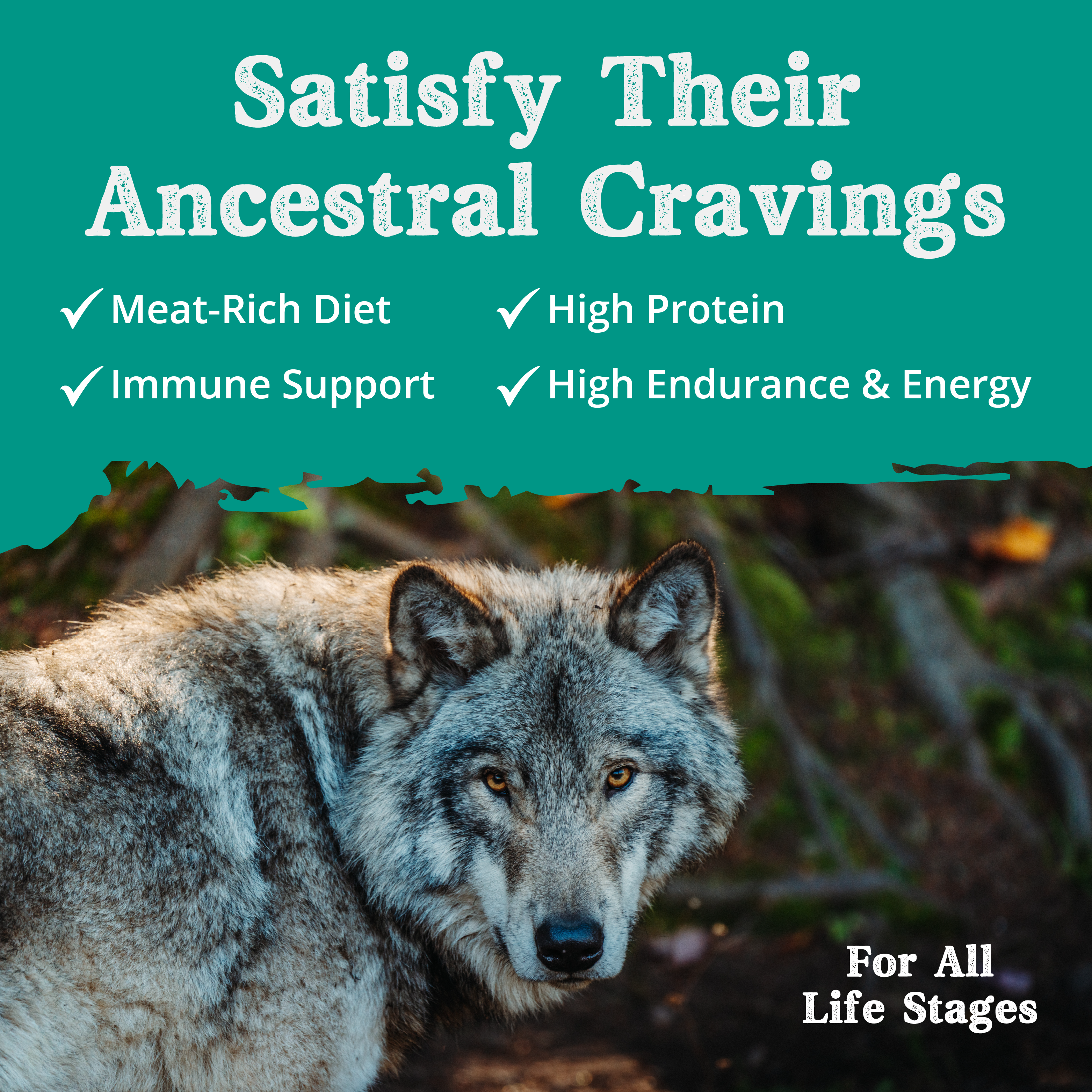 A yellow and brown bag of Ancestry Chicken Meal and Rice dog food, featuring a wolf image, health benefit icons, superfoods for whole body health, and all-natural ingredients made in small batches.