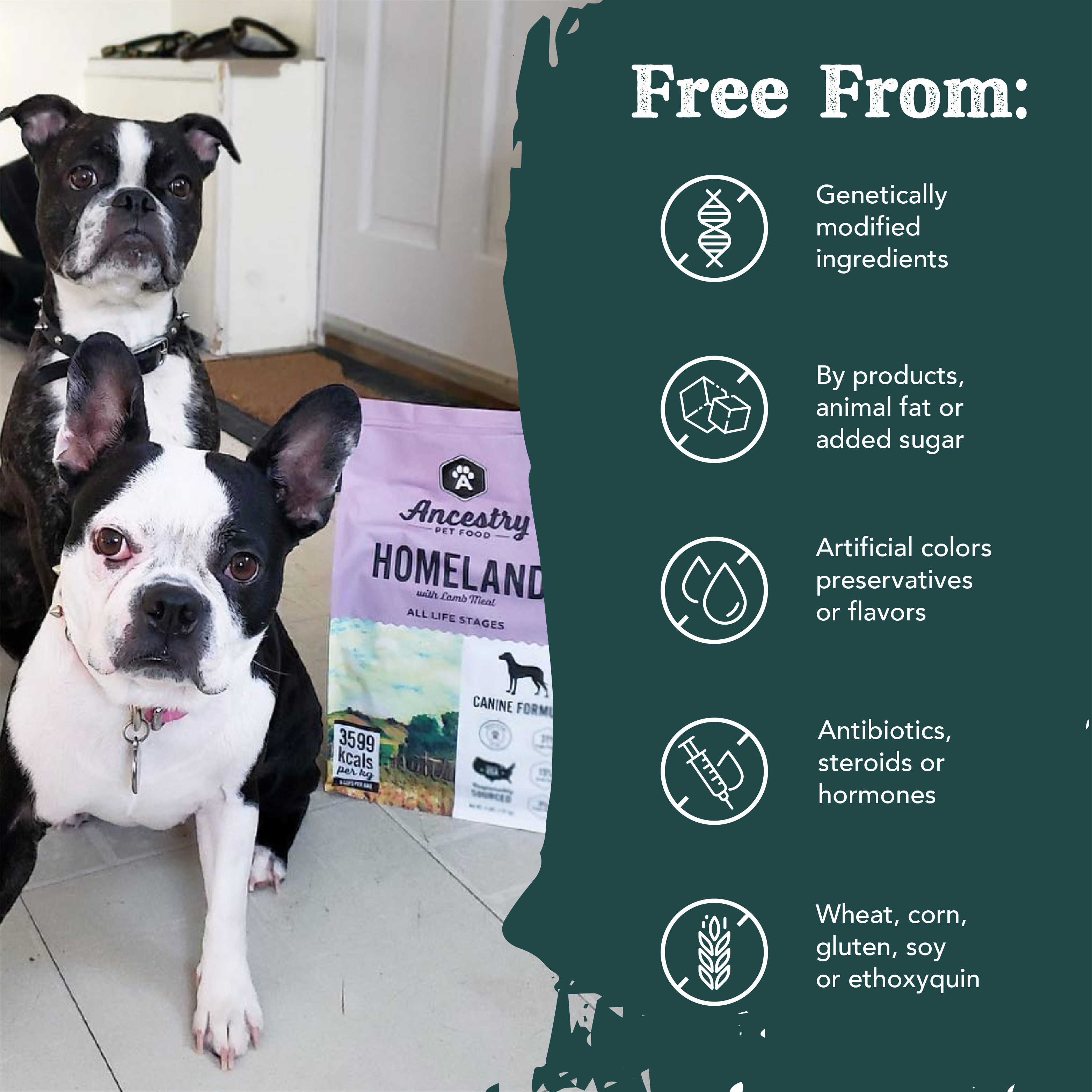 Three bags of Ancestry Homeland With Lamb Meal dog food are shown with text highlighting: grain free, 31% protein, added vitamins & minerals, boosted with superfoods, and satisfies your dog's carnivore cravings.