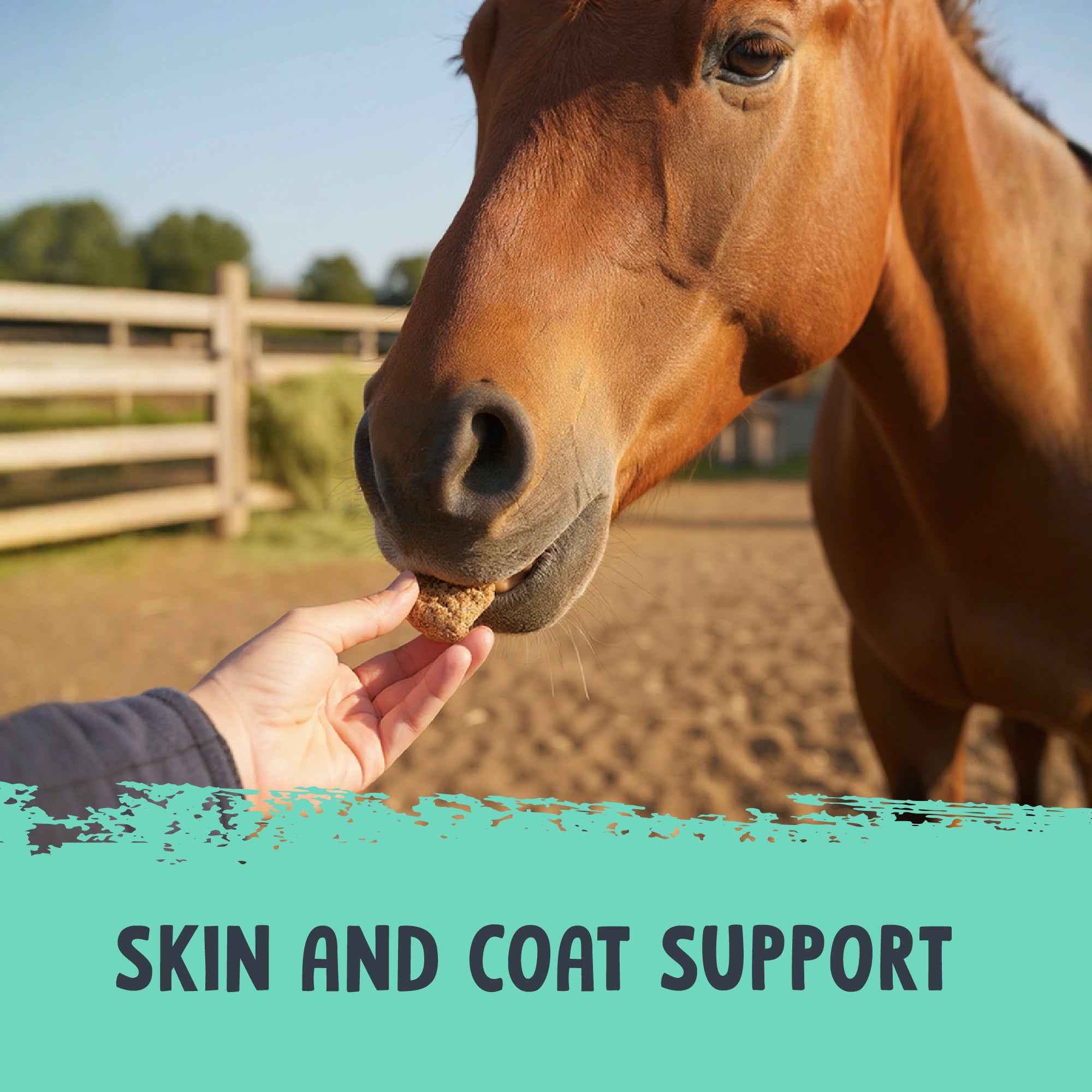 Equine Mint Crunch Treats with Colostrum